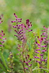 fumaria officinalis - piante con infiorescenza