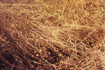 Flax plant dry close up photo