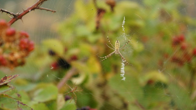 Spider's Web