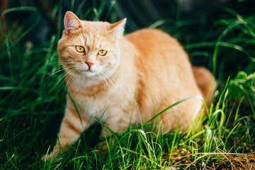 Naklejka na ściany i meble Red Cat Sitting In Green Spring Grass