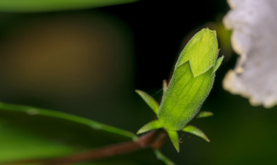 Closeup of an unbloomed Hibiscus stigma or Carpel flower bud
