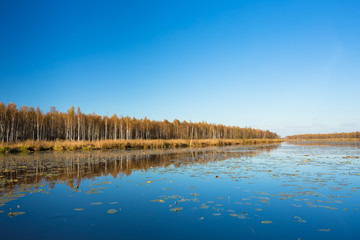 Beautiful Birch Forest And Lake, Pond, River In Autumn Season. S