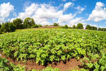 Fototapeta na wymiar View on the potatoes plantation in summertime