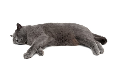 Obraz premium cat sleeping isolated on white background. horizontal photo.