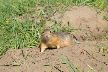 long-tailed ground squirrel (Spermophilus undulatus)