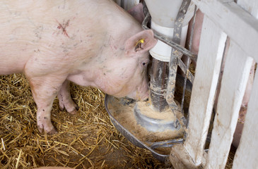 Pig eating from hog feeder