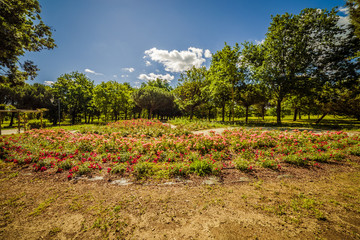 large flower bed