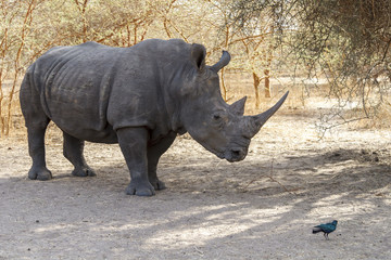 Obraz premium Wild rhino in Africa
