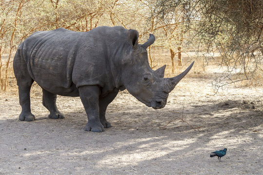 Wild rhino in Africa
