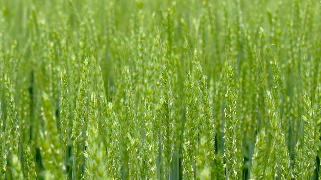 Green field of wheat close-up.