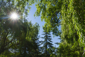 El Sol penetrando en Arboleda de Sauces y Abetos 