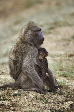 Olive Baboon with baby, Papio anubis, Lake Nakuru National Park, Kenya, Africa