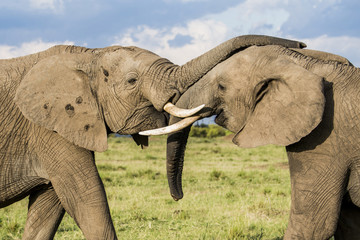 Elephants playing