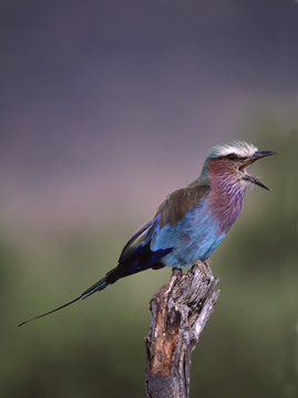 Africa, Kenya, Masai Mara. Lilac-breasted Roller (Coracias caudata) vocalizing