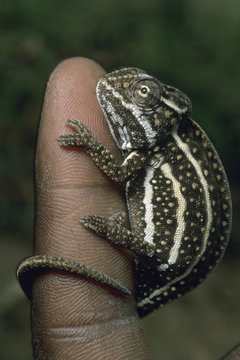 Chameleon, (Furcifer campani), Central Madagascar.