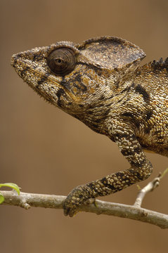 Oustaleti chameleon (Furcifer oustaleti) Loky-Manambato - Daraina. Northern MADAGASCAR.