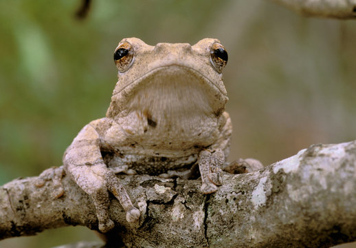 Africa, South Africa, Phinda Preserve. Tree frog