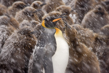 Young king penguin begging food from mother in snowstorm