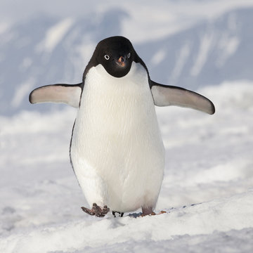 Cape Wahsington, Antarctica.  Adelie penguin walks forward.