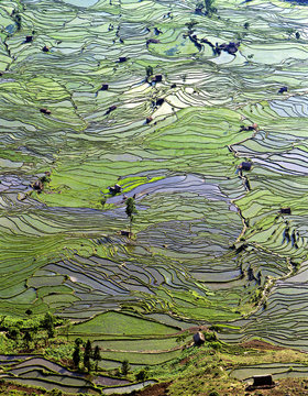 Asia, China, Yunnan, Yuanyang. Pattern of rice terraces at Laohu Zui (Tiger's Mouth).