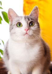 Cat gray with white color is at home on a yellow background