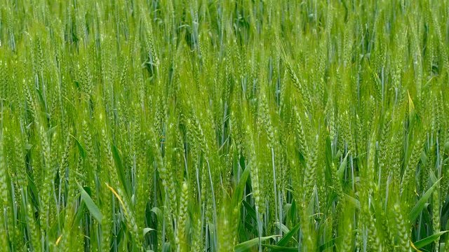 Green field of wheat close-up.