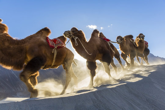 Bactrian or double humped camels (Camelus bactrianus), Nubra Valley, Ladakh, India