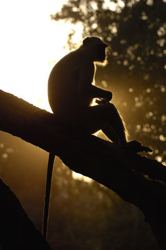 Hanuman Langur or Black-faced, Common or Grey Langur (Presbytis entellus) Ranthambhore National Park. Rajasthan. INDIA.