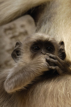 Hanuman Langur or Black-faced, Common or Grey Langur (Presbytis entellus) Ranthambhore National Park. Rajasthan. INDIA.