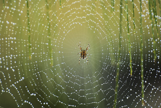 Spider on wet web