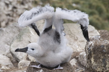 Black browed albatross chick, West Point Island, Falkland Islands