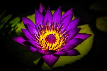 Papier Peint photo Nénuphars Purple water lilly