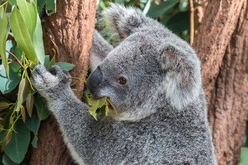 Obraz premium koala in a eucalyptus tree, australia 
