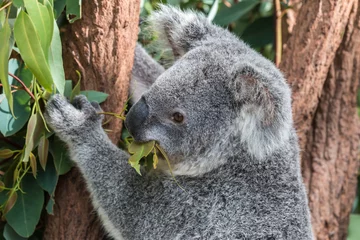 Rideaux tamisants Koala Koala dans un arbre d& 39 eucalyptus, Australie