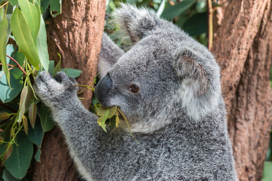 koala in a eucalyptus tree, australia 