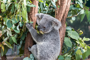 Naklejka na ściany i meble koalabär im eukalyptusbaum, australien 