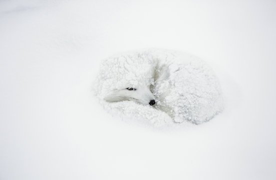 Arctic Fox (Alopex lagopus) curled up in winter Churchil Wildlife Management Area Churchill, MB