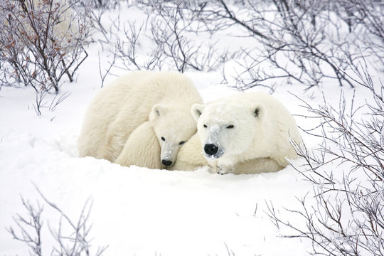 Polar Bears (Ursus maritimus) female and cub, Churchill Wildlife Management Area,  MB