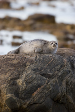 Ringed Seal (Phoca hispida) on rock in Hudson Bay, Churchill,  MB