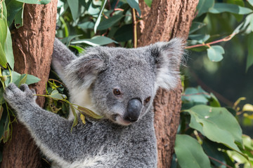 Fototapeta na wymiar koala in a eucalyptus tree, australia 