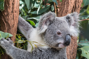 Koala dans un arbre d& 39 eucalyptus, Australie
