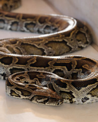 close up of brown python.