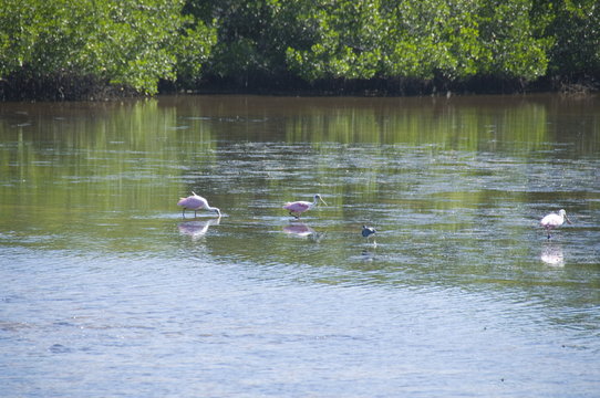 Roseate spoonbills, J.N. 'Ding' Darling Wildlife Reserve, Sanibel Island, Gulf Coast, Florida