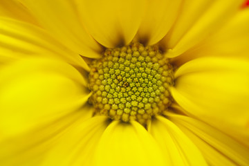 yellow daisy