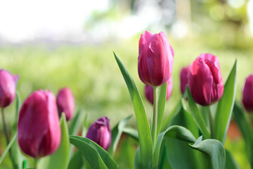 Purple tulip flower in spring garden.