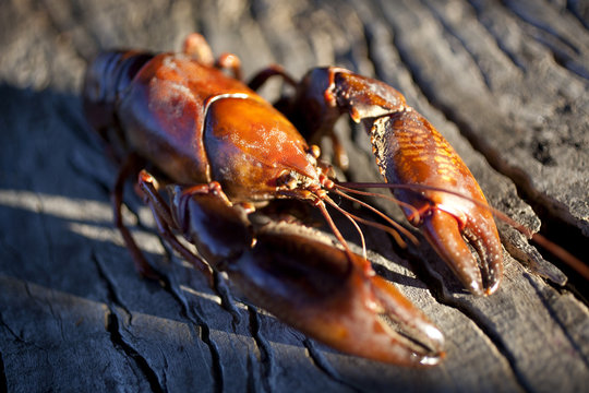 Freshwater Yabby (Cherax destructor) on wood bark in Jindabyne, New South Wales, Australia