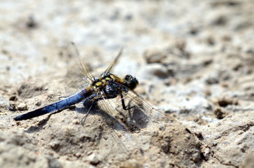 blue dragonfly sitting in sandy landscape
