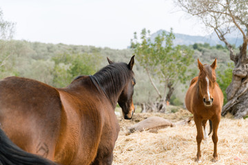 Horses on Mallorca