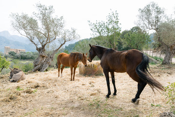 Naklejka na ściany i meble Horses on Mallorca