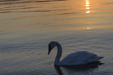 Obraz premium Swan in the water at sunset.